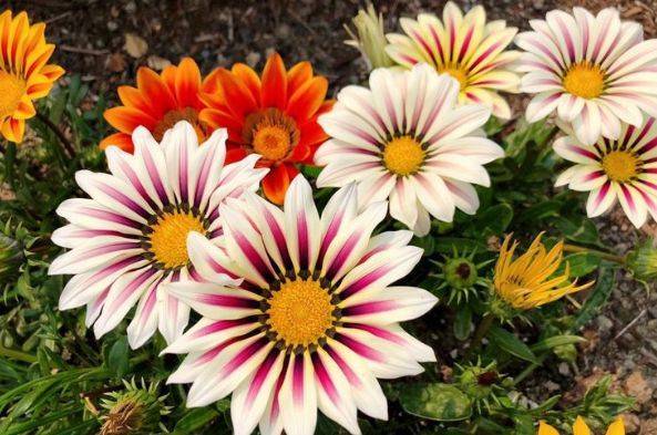 家里养这几款植物 开花四季如春 不用费心 漂亮又好闻 花卉