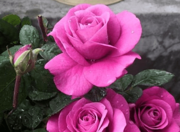 玫瑰花怎么养才能开花不断呢 cdd4b9d42b3e4d09a891ae57dbaa8477.png