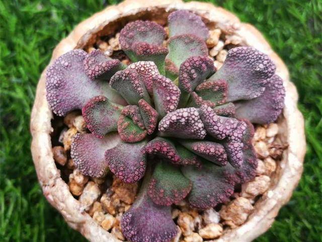 多肉小盆友的鸭子 069edadc6fc84cbca0f3549c3706acef.jpeg