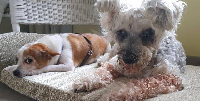 狗为啥会有前世记忆 248e233546d146a09b718c08cd56e738.jpeg