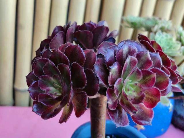 多肉小白药对人的危害 32bb7c0dd6fc4cb48571116452b7a9f6.jpeg