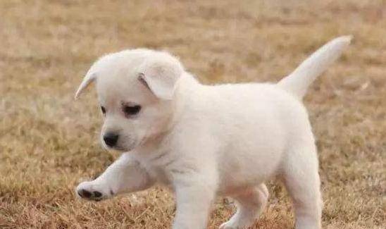 如何给狗狗剪指甲不剪到血线 4a08f18a5ca14481a65e33e09f440608.jpeg