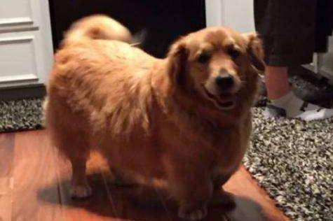 狗为啥会有癫痫 4fb54fa395bd47269e7a200ec317c2d9.jpeg