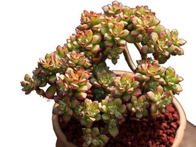 多肉怎么修剪根部再种植 63e10bd60d4f45f4aa02195e4e4acca5.jpeg