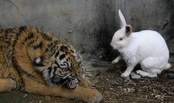 怎么拥有一只兔子 6f0c17be20bb400193f9c48db1d6a52f.jpeg