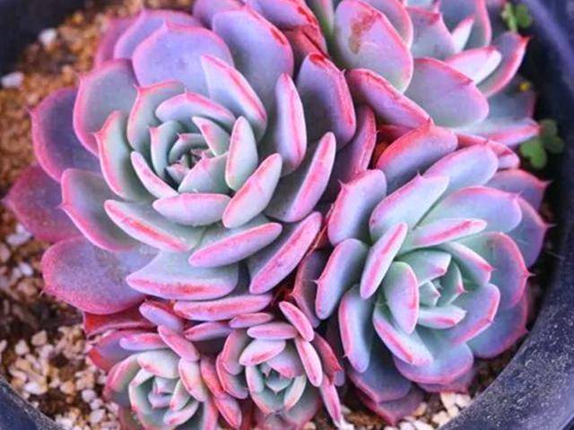 多肉怎么分贵货和普货 a62d9056ab6a4dd1bb35a85e1a03199d.jpeg