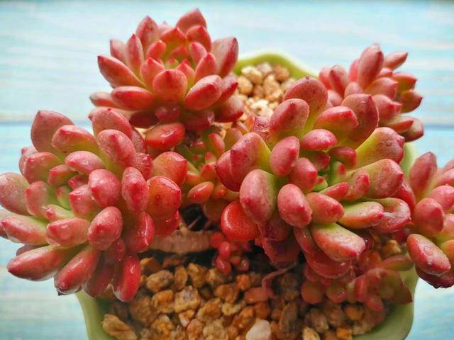 多肉怎么分贵货和普货 f5d18057f7d7476889cc508bdb07e20c.jpeg