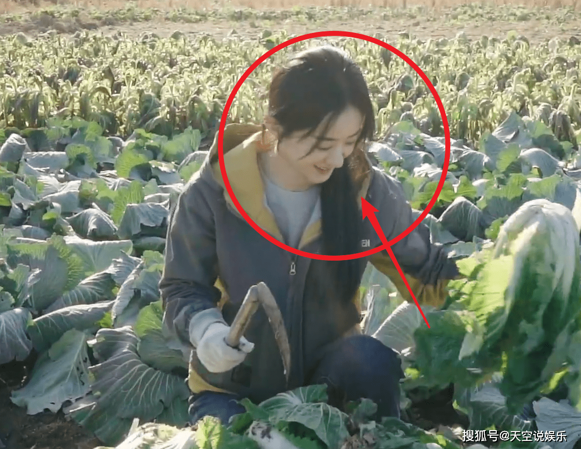 因为恰逢是劳动节,所以赵丽颖也是为了应景,就亲自下地干活了,一方面