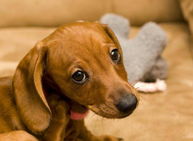 如何给狗狗做玩具 2e887bb404f242548d63b37f74bda6c6.jpeg