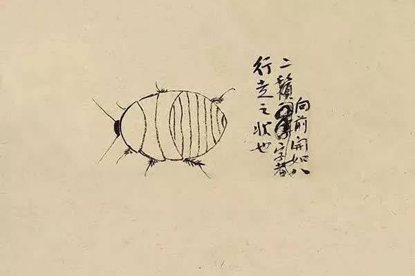 画家心有多细,看齐白石画的“土鳖”就知道了