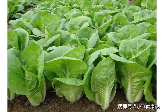 减肥吃什么蔬菜最燃脂 e29f34f1a1484c9e95f8bc7f0828793e.jpeg