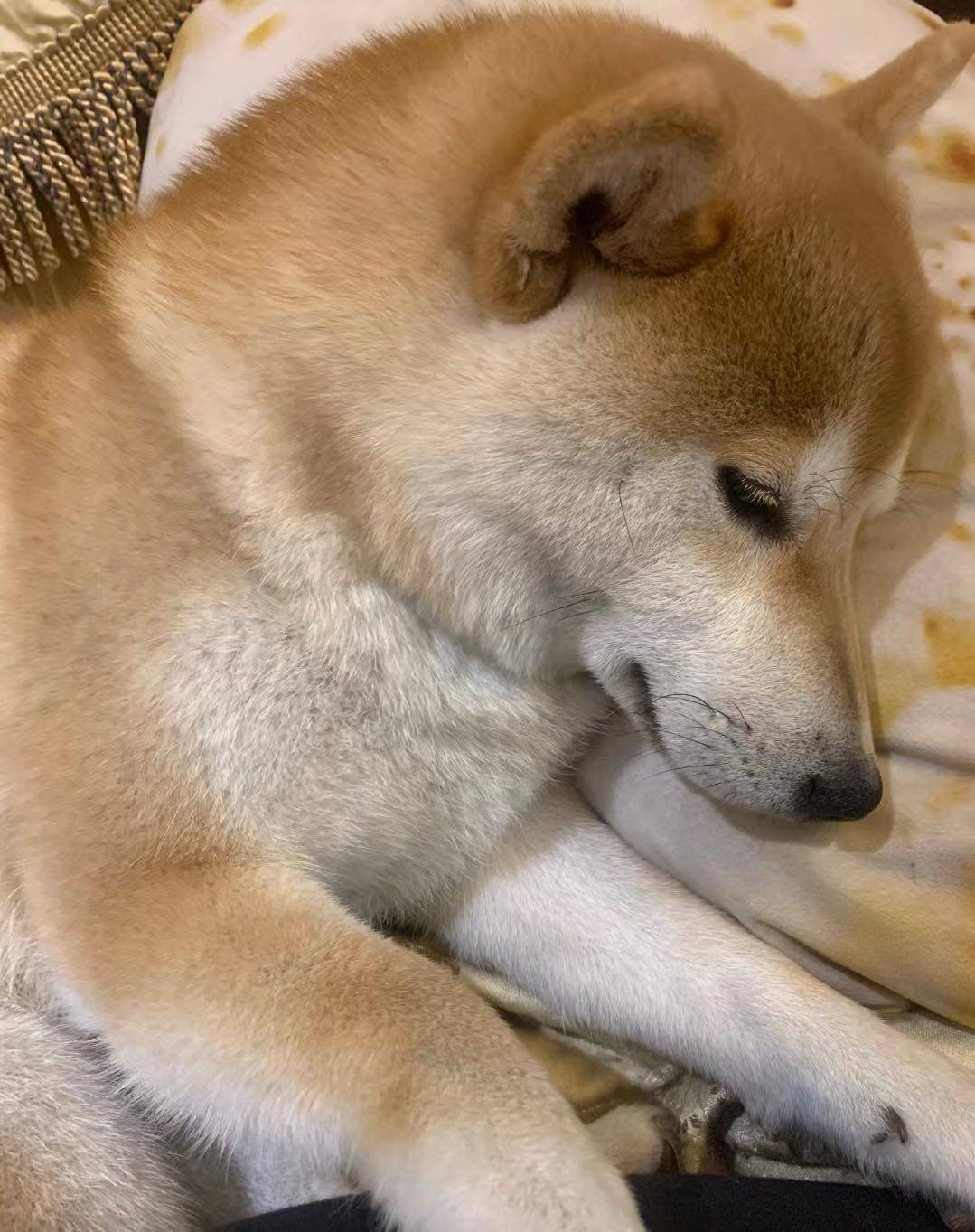 柴犬四种颜色哪种颜色的最贵？怎么挑品相？_搜狐网