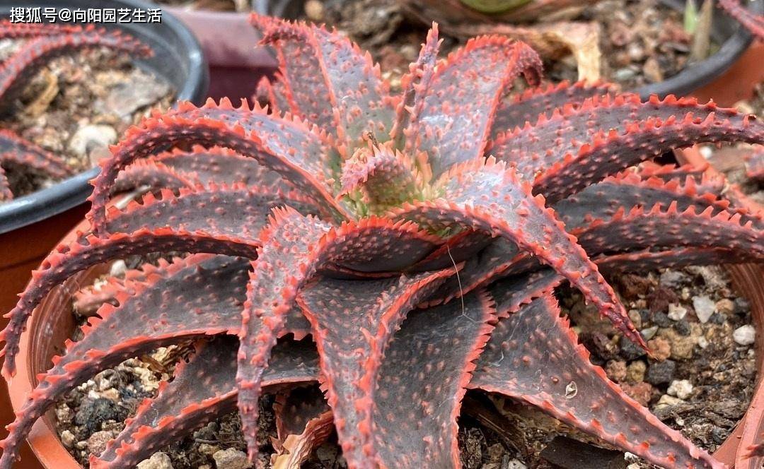 带花纹的圣诞芦荟,最好养的多肉,随意浇水,不挑环境很好养_品种