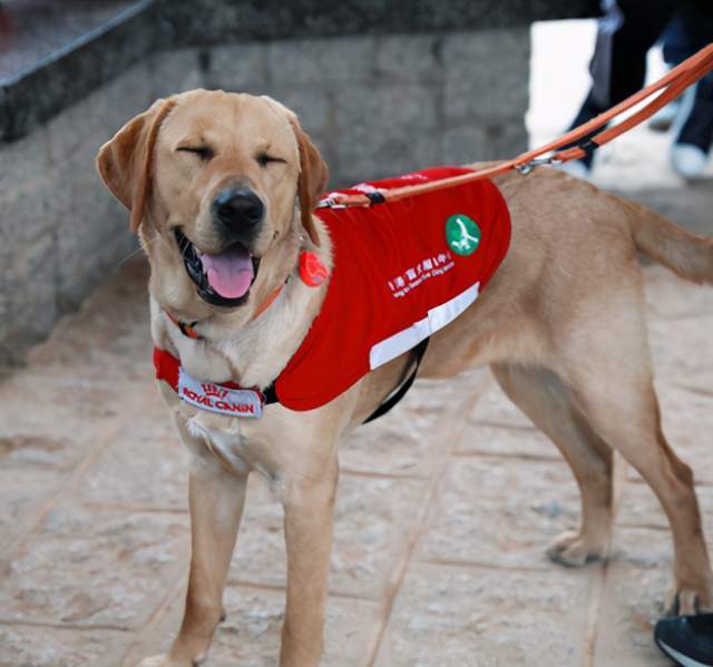 導盲犬訓練時被凌空拽起?這8件關於導盲犬的秘密讓人心疼_狗狗