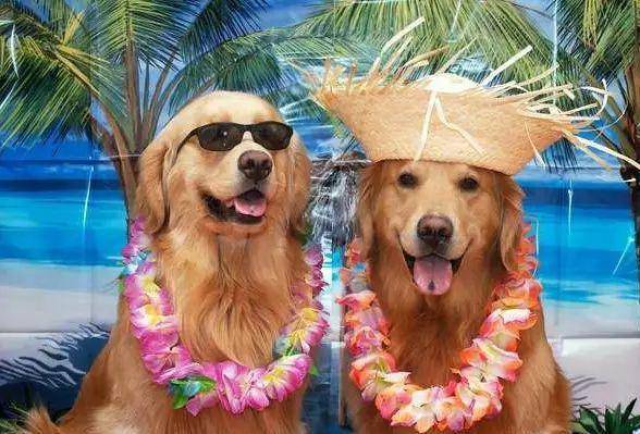 狗狗怎么养才能变活泼 b64208d3c2b2470ebc77a18aa0ca180f.jpeg