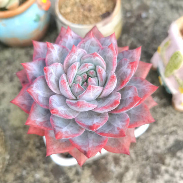 多肉叶插要不要剪母叶 eaf4be26d5584635bf2e15ec6724e19d.jpeg