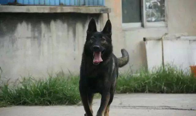 唯一能與德國牧羊犬相媲美的中華名犬，越過3米高牆輕而易舉！ 萌趣萌寵 第1张