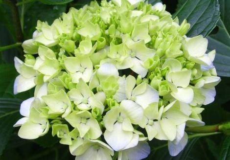 5月4日开始 养花试试这几款 阳台开出花海 花开漫天 淡雅清新 风雨