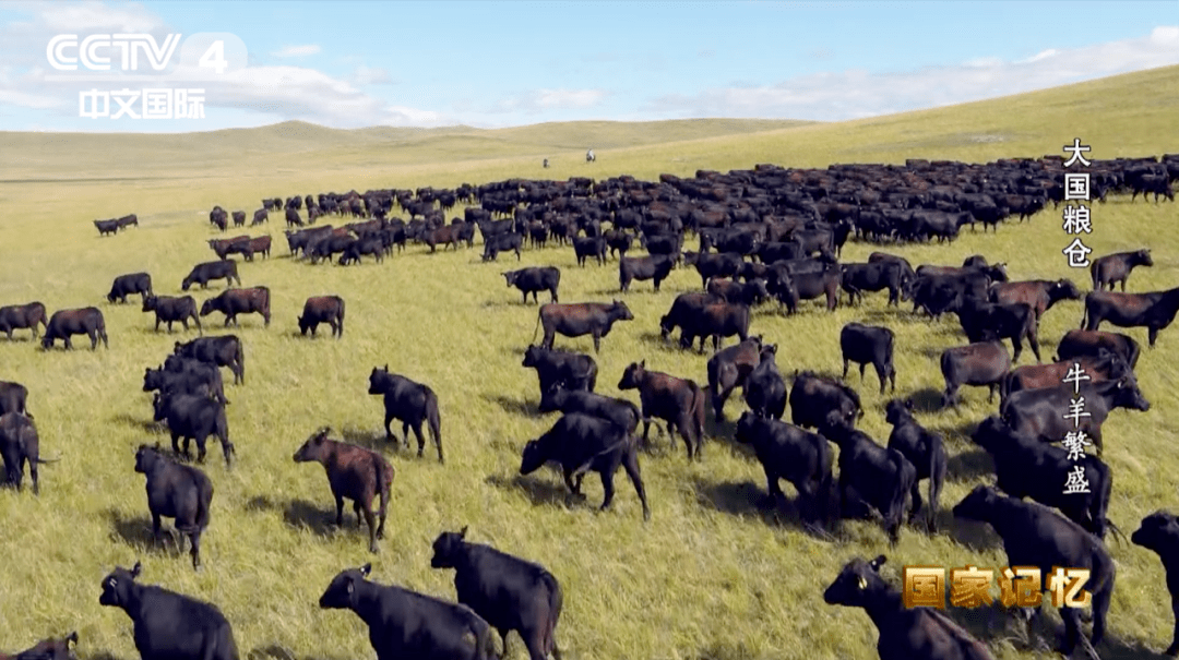 原创顶级的国产雪花牛肉是如何培育出来的