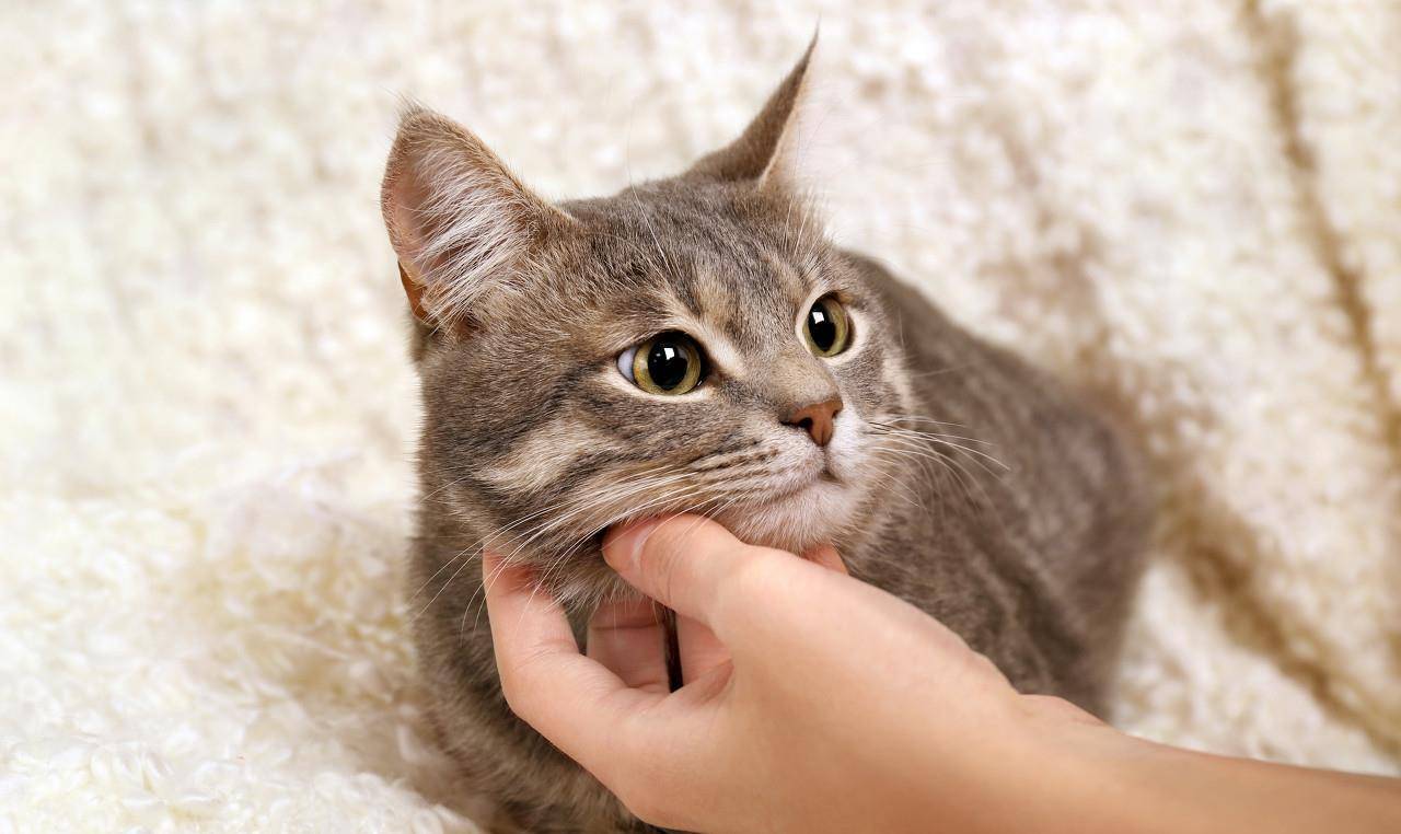 怎么看小猫是不是健康 91f7b015c26f440b93f3c5aba0729cf5.jpeg