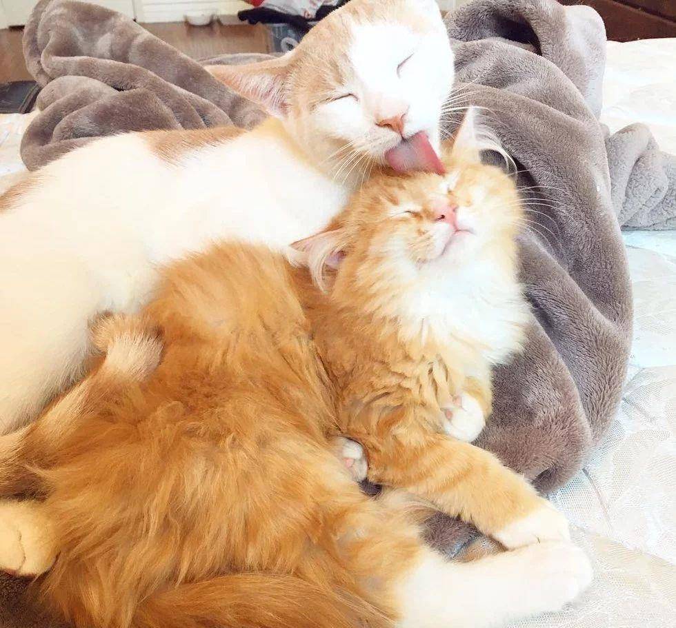 猫睡觉打鼾 96f1521d9b824a0fb8067a66d378e6a6.jpeg