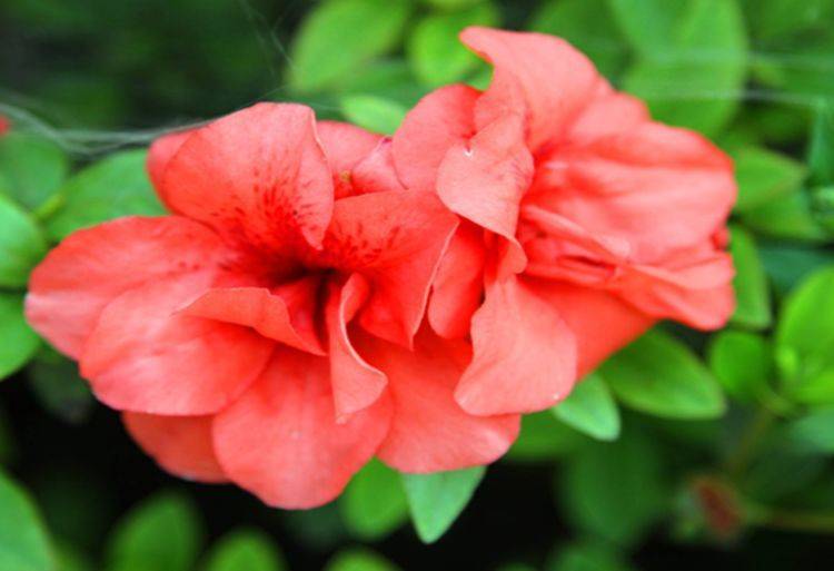 从5月5日开始 家养此款花卉 阳台开出花海 花开一茬接一茬 天人