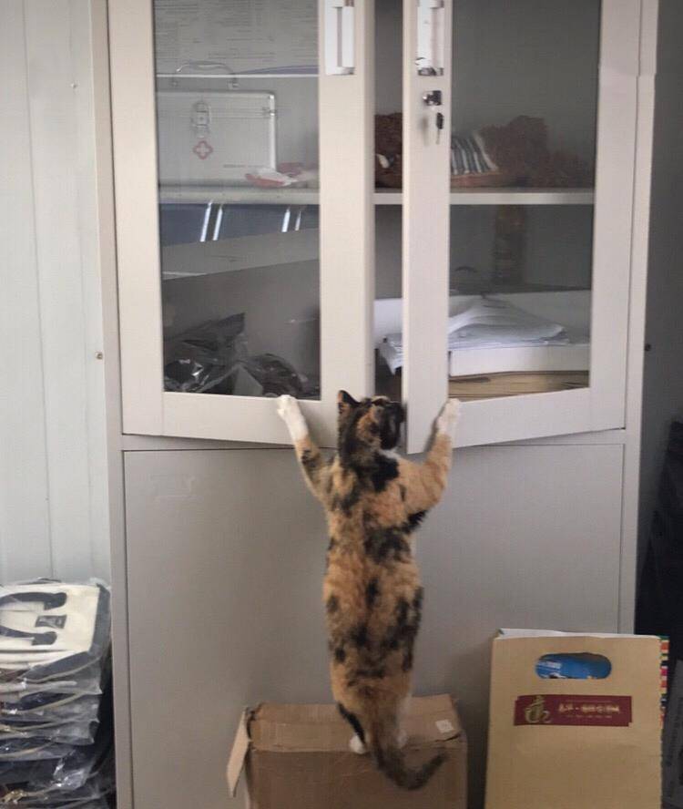 怎么自己在家给猫做罐头 1e4a0188823b47f198d06a3c374c78bf.jpeg