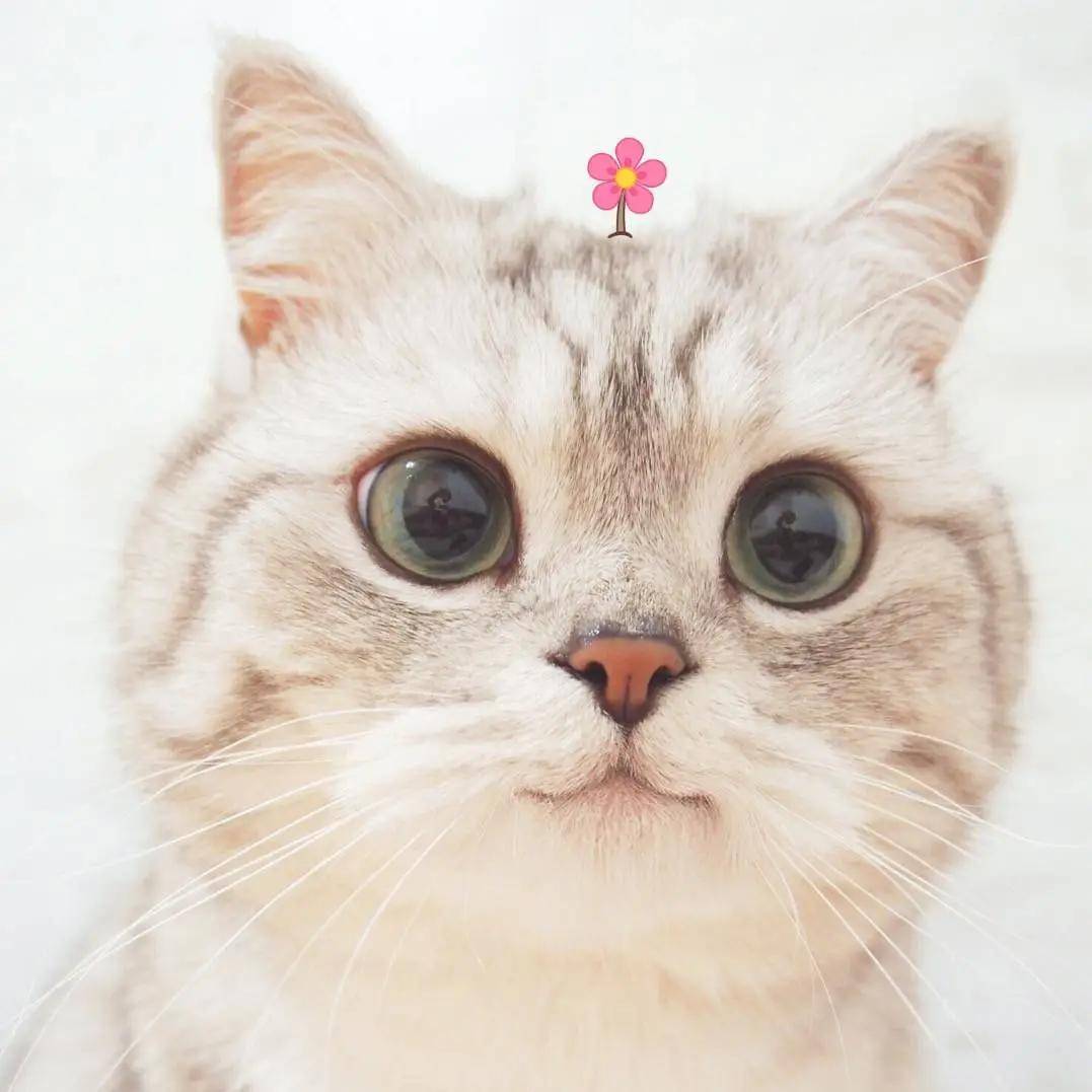 猫咪眼睛发炎 治疗不及时 有可能导致失明 网络