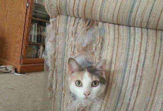 猫咪害怕的表现 3daefa01acb5484991b5ee9494467e1e.jpeg