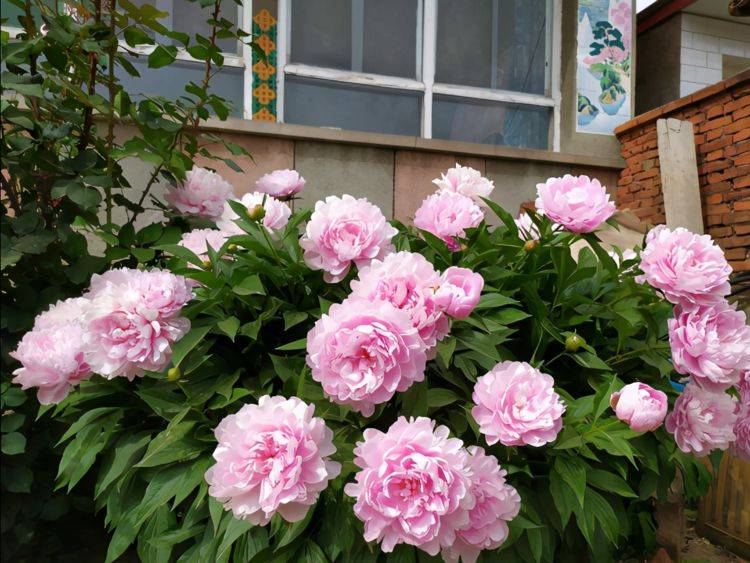 牡丹花开甲天下 五月花神 芍药花 插在花瓶 格调高雅 开花