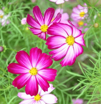 五月十八号开始 喜鹊报喜 四属相事业兴旺 生活幸福 工作