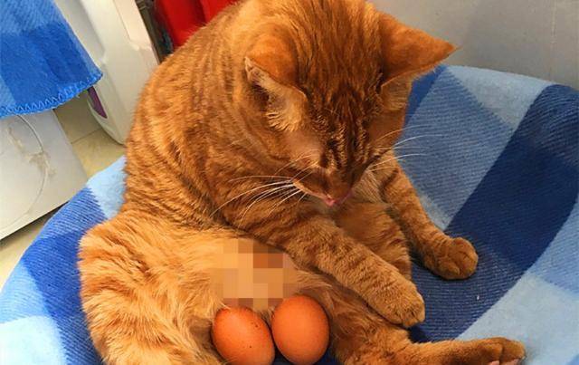 怎么看小猫有几个蛋 6ce0e6f89c574fb1be698b55a07e67bf.jpeg