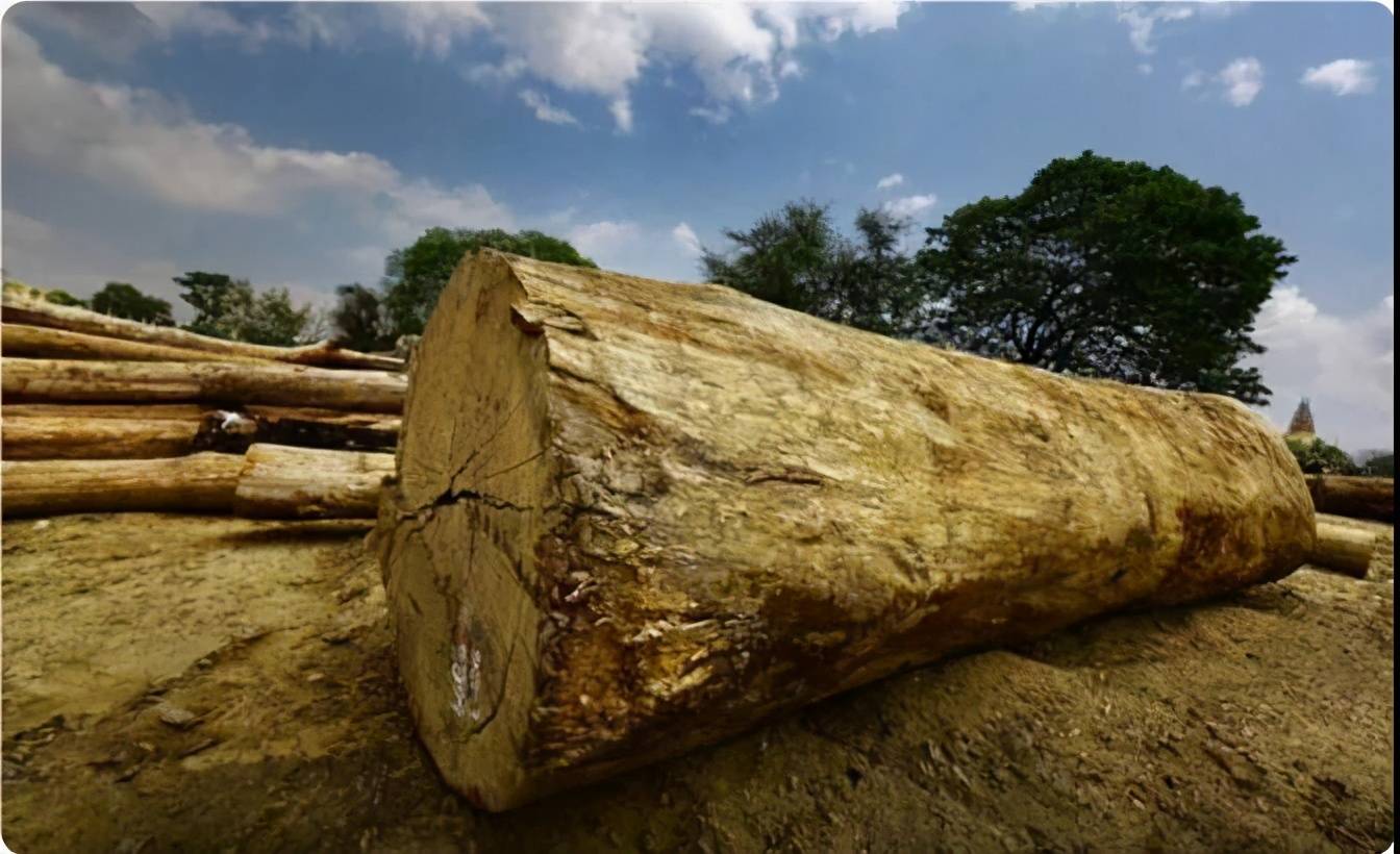 「一物一品·第133期」花梨木种类繁多,也有"三六九等"之分_缅甸