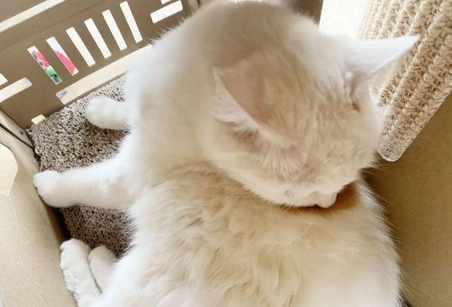 猫自己会清洁自己吗 af7fadf813ca4259bb5ede40d589d977.jpeg
