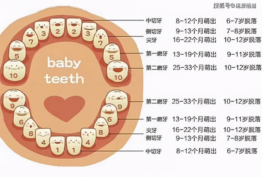 爸妈可以通过孩子的换牙顺序图,了解到孩子先长出哪颗牙齿,乳牙有没有