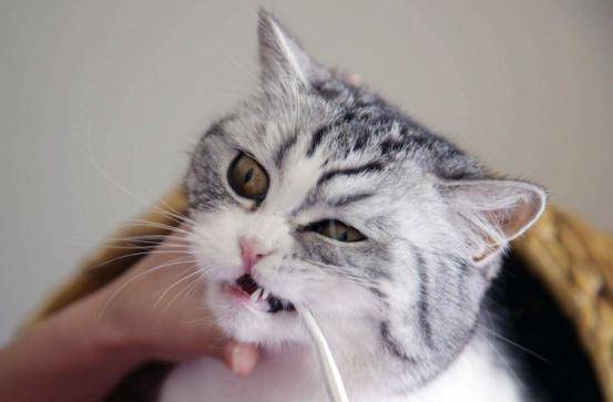 猫咪吃什么猫粮长肉 f693e7c3c3c645b4984d347ed31afe9c.jpeg