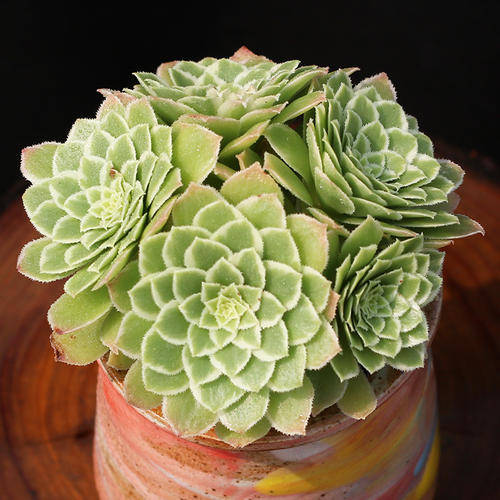 这"三多肉"颜值高,色彩斑斓惹人爱,特爱爆崽长势旺,值得拥有_叶片