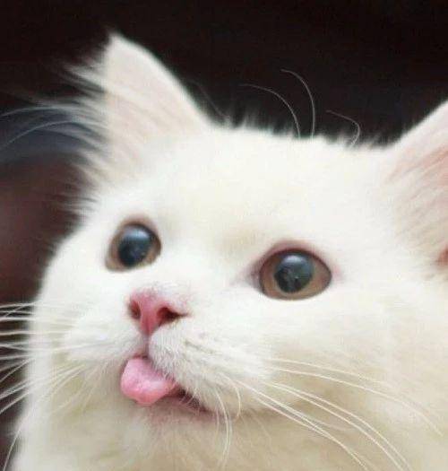 怎么看小猫有没有口腔问题 2bd65684229748ba8d407a7ed8863d0e.jpeg