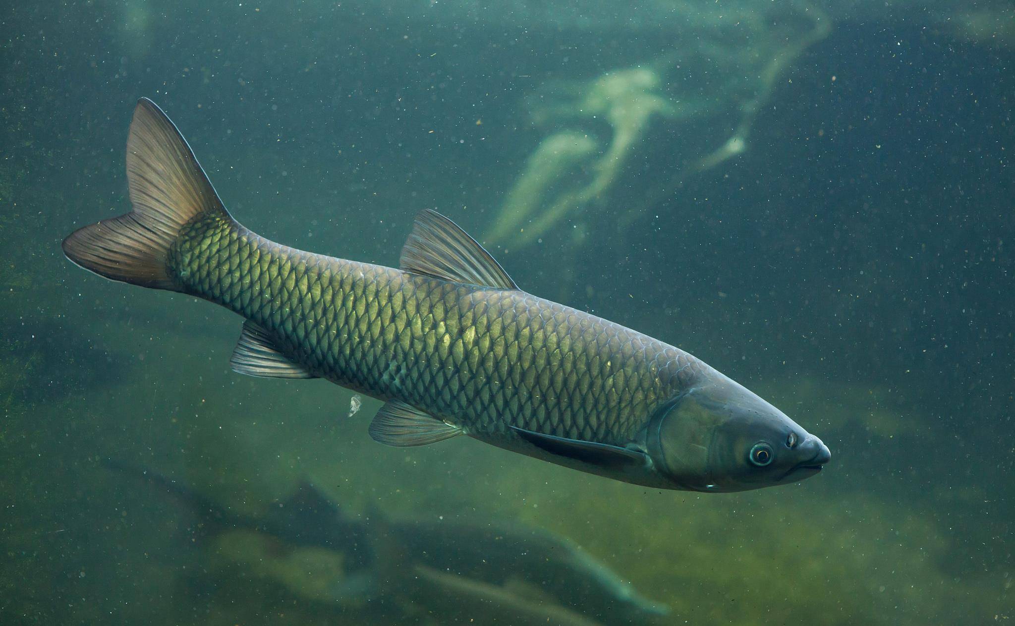 猪肉跌破底,羊肉价格却大涨,草鱼价格创新高,肉类市场咋了