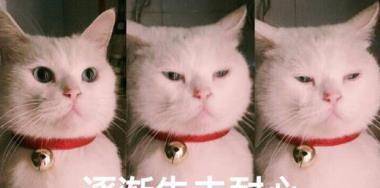 猫咪怎么样会携带狂犬病毒 e79eaaf028604d22b0b2afd2d2f7b2fa.jpeg