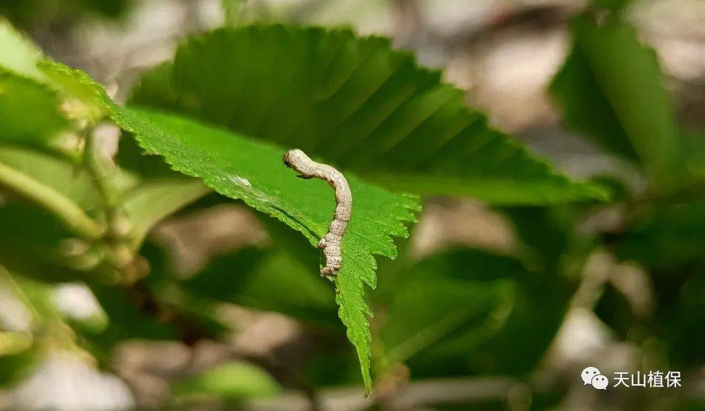 定點觀測:5月5-6日調查30釐米榆樹枝條,平均每根枝條幼蟲蟲口數量0.