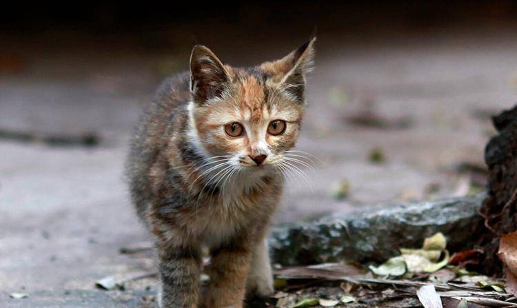 猫咪|这4种田园猫在国内四处流浪，到了国外却大受欢迎，有的售价上万
