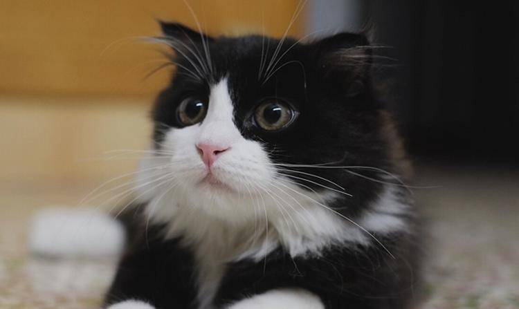 猫咪|这4种田园猫在国内四处流浪，到了国外却大受欢迎，有的售价上万