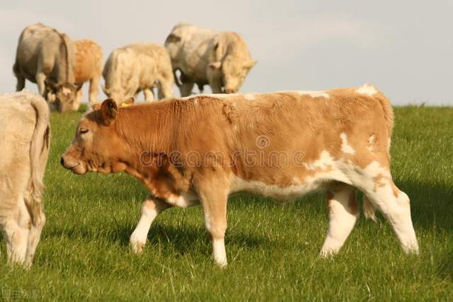 全国肉牛遗传改良计划20212035年