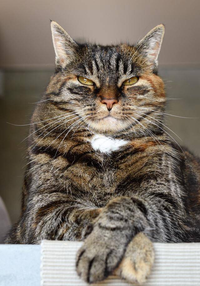 猫咪叫声吸引猫神器100%有效 b585798c4dd341f88b1c08b4697c6b36.jpeg