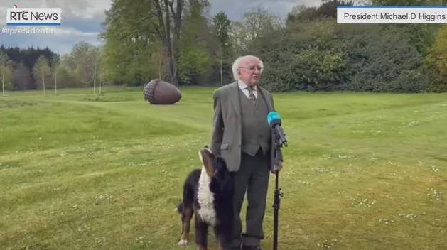爱尔兰总统一本正经接受采访，他养的伯恩山犬抢走镜头