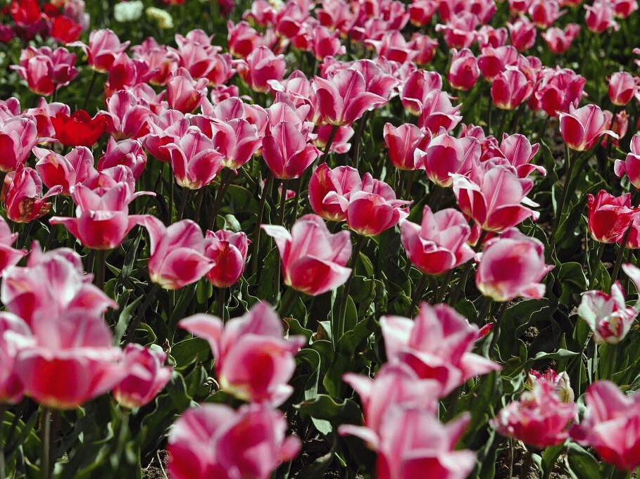 美景令人陶醉!乌克兰郁金香盛放美如画