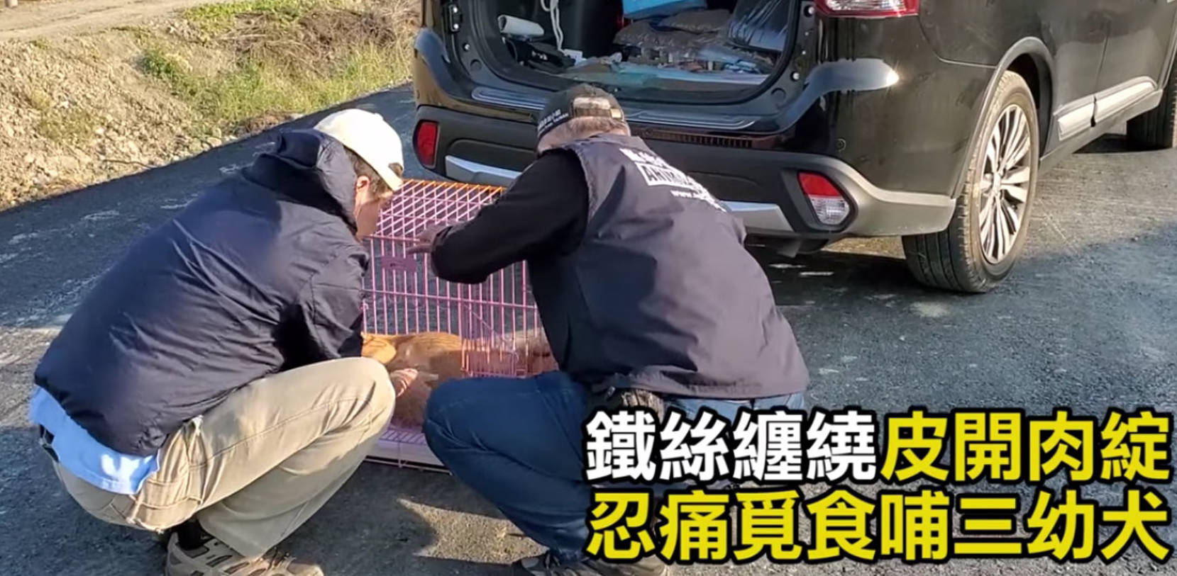 原创狗狗遭铁丝勒脚割肉忍痛走回孩子身边只为给孩子吃饱肚子