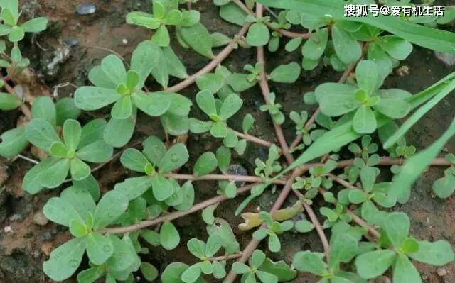 常见的毒草 3b28d1cca30f42e1820681d690c5e214.jpeg