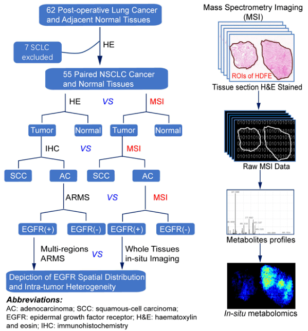 什么是基因突变有什么特征 6f59ef7c50b446f191b09b864c00815c.png
